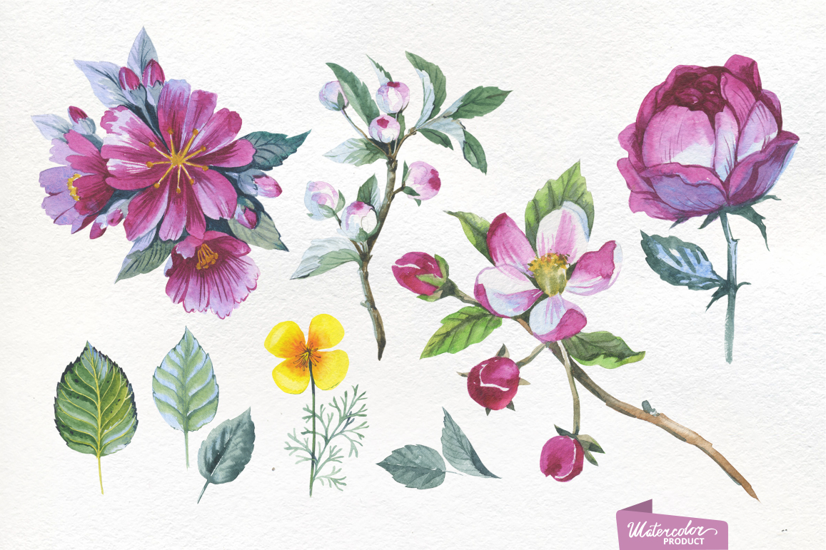 1157x771 Apple Blossom Png Flowers Watercolor - Apple Blossom Watercolor