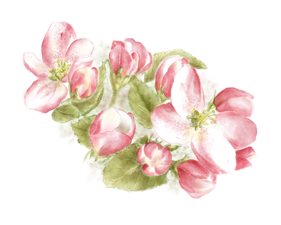 900x720 Apple Blossom By Dwsel - Apple Blossom Watercolor
