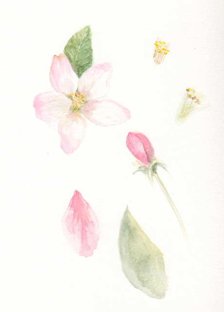 460x640 Apple Blossoms Jizo Garden - Apple Blossom Watercolor