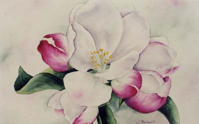 399x248 Apple Blossom - Apple Blossom Watercolor