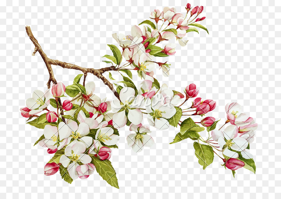 900x640 Apples Blossom Watercolor Painting Tree - Apple Blossom Watercolor