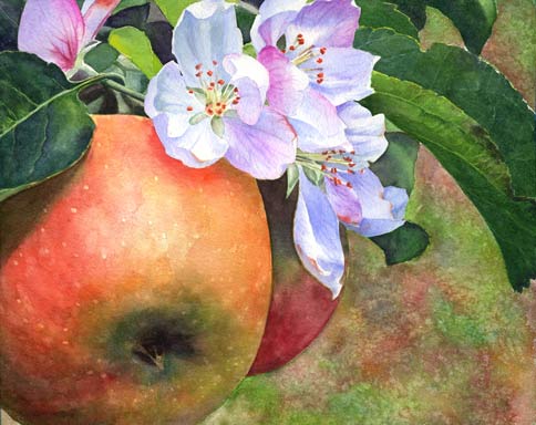 484x384 Apples And Blossoms Watercolor Anointed Heart - Apple Blossom Watercolor