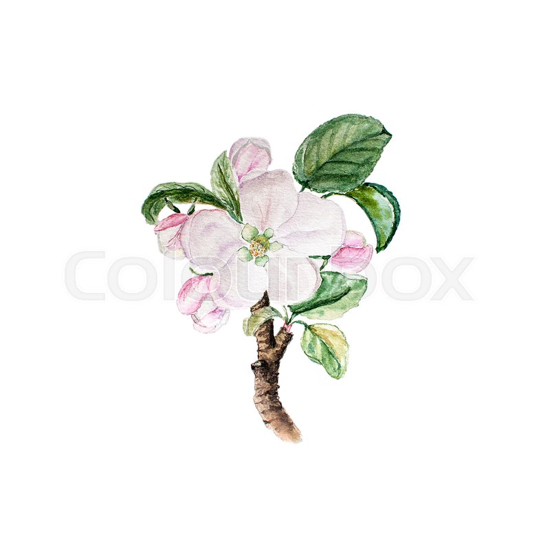 800x800 Botanical Watercolor Illustration Sketch Of Apple Blossom On White - Apple Blossom Watercolor