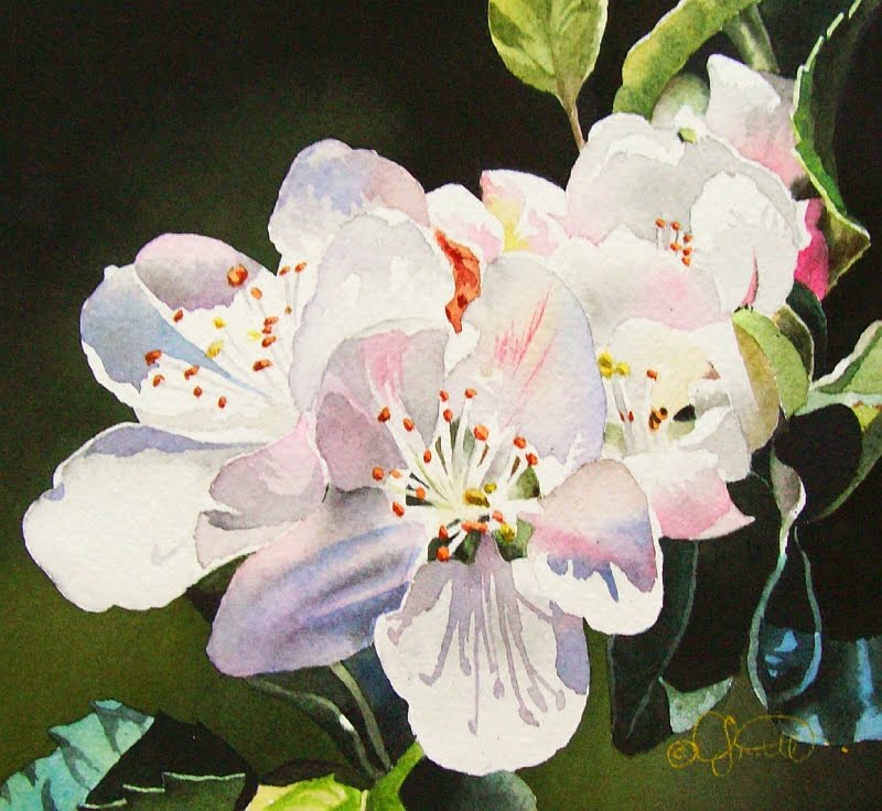 Apple Blossom Watercolor at PaintingValley.com | Explore collection of ...