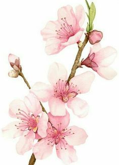 236x327 Image Result For Drawing Apple Blossom Body Art In 2018 - Apple Blossom Watercolor