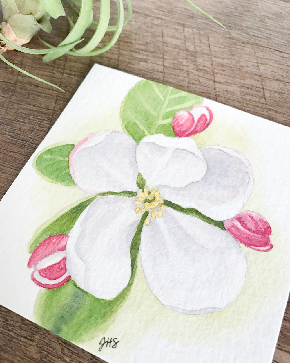 1000x1249 Apple Blossom Day 20, Original Watercolor Painting Janet Hirata - Apple Blossom Watercolor