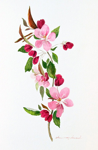 326x500 Sharon Way Howard - Apple Blossom Watercolor