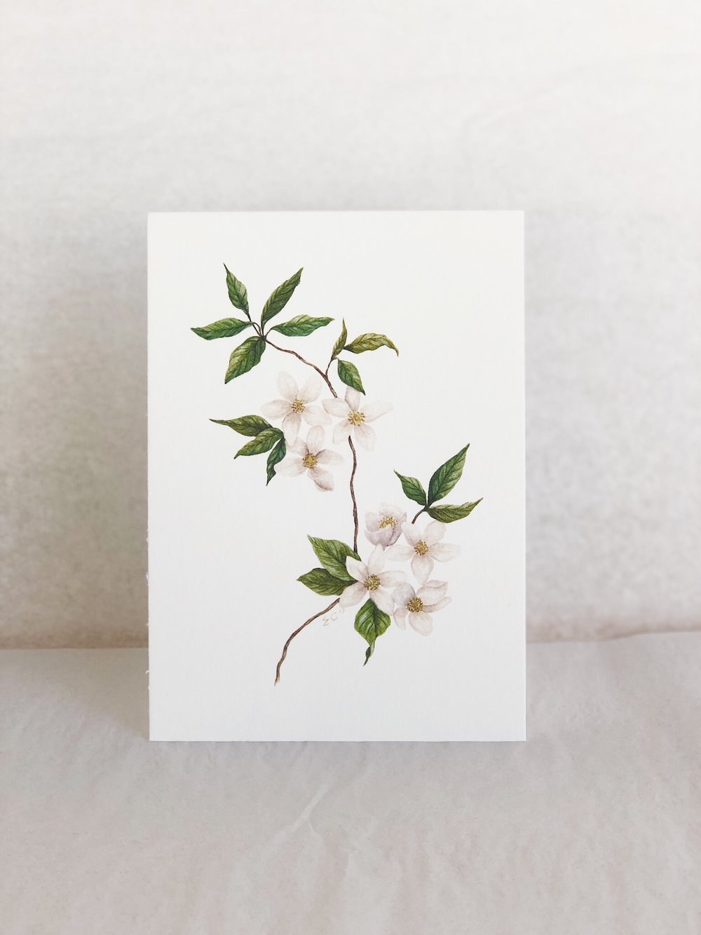 1000x1333 Apple Blossom In Watercolor Esther Clark Illustration Amp Calligraphy - Apple Blossom Watercolor