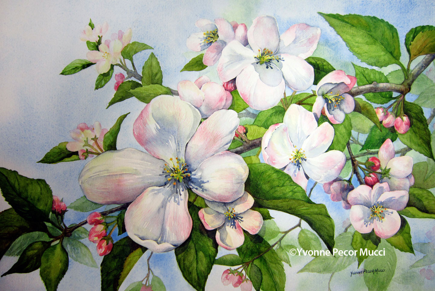 1440x963 Apple Blossoms Watercolor Yvonne Pecor Mucci - Apple Blossom Watercolor