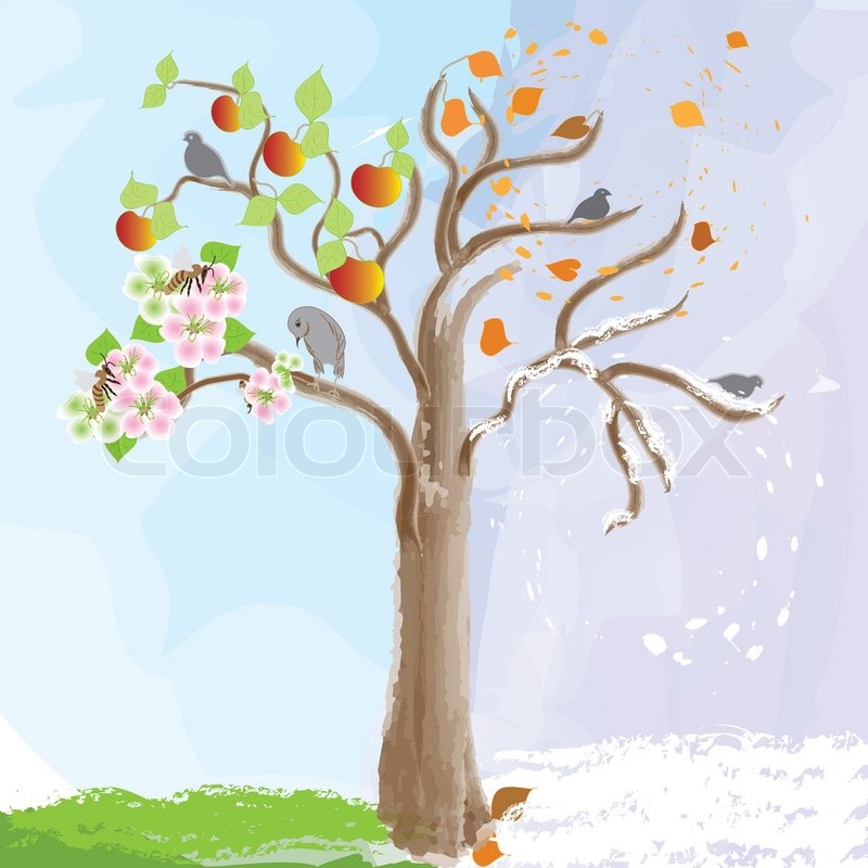 800x800 Apple Tree. Four Seasons, Watercolor Design Stock Vector Colourbox - Apple Tree Watercolor