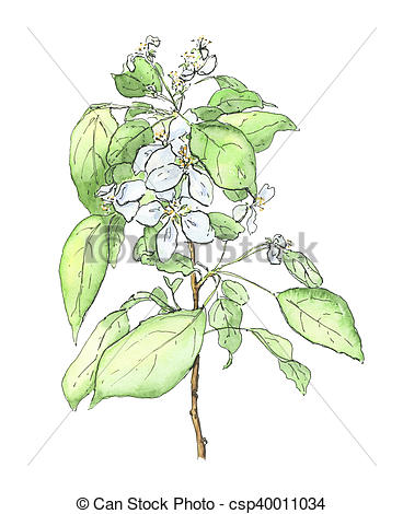 368x470 Hand Drawn Watercolor Apple Tree On White Background. - Apple Tree Watercolor