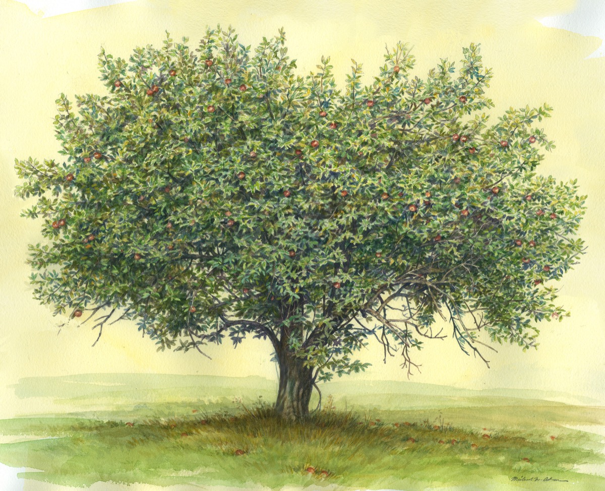 1200x974 Landscapes - Apple Tree Watercolor