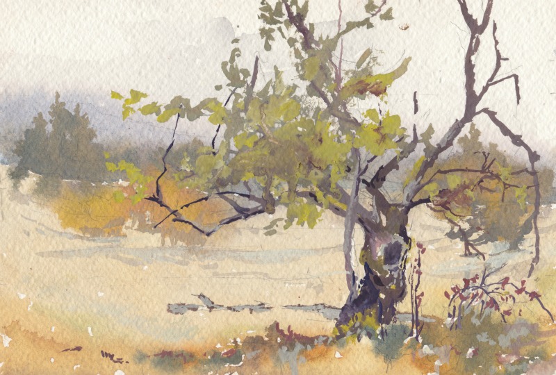800x540 Little Apple Tree, Watercolor Plein Air Vinita Pappas - Apple Tree Watercolor