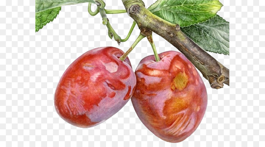 900x500 Watercolor Painting Drawing Botanical Illustration - Apple Tree Watercolor