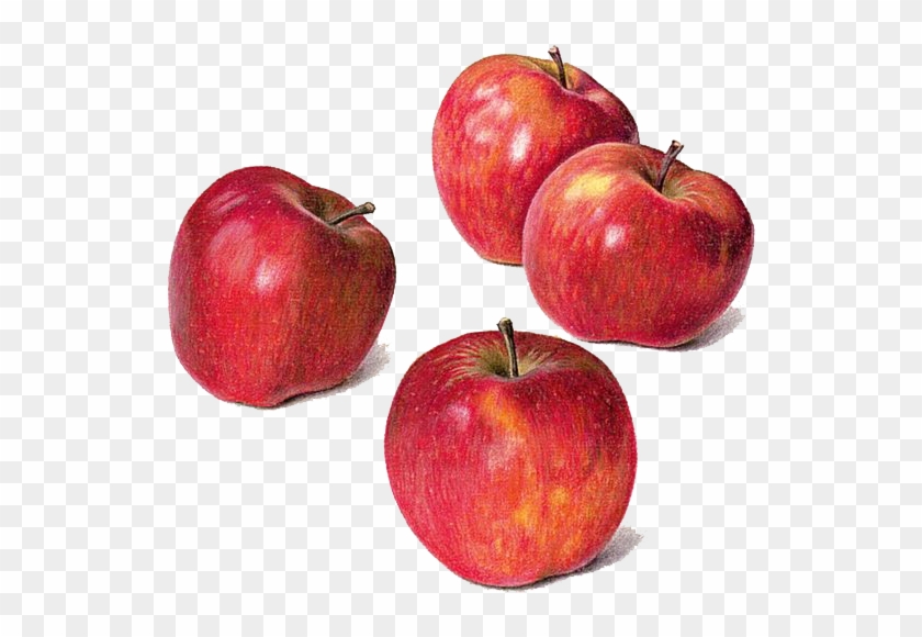 840x580 Drawing Apple Watercolor Painting Still Life - Apple Watercolor Painting