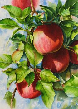 250x350 Watercolor Painting Demonstration - Apple Watercolor Painting