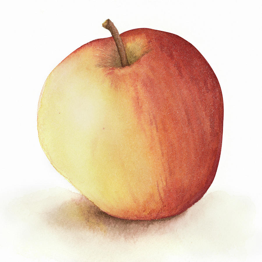 900x900 Apple Watercolor Painting By Zapista - Apple Watercolor Painting