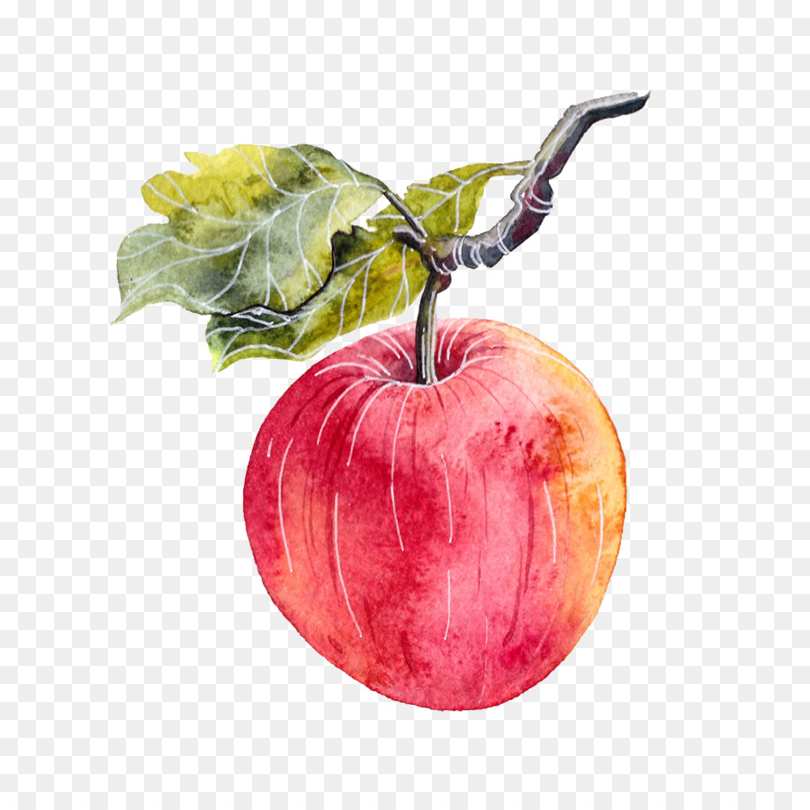 900x900 Apple Watercolor Painting Illustrator - Apple Watercolor Painting