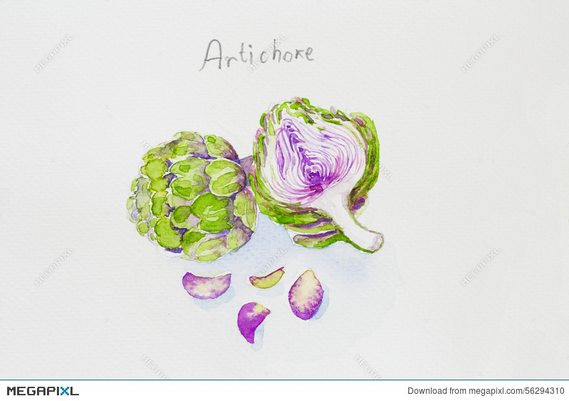 800x563 Artichoke Watercolor Painted Illustration 56294310 - Artichoke Watercolor