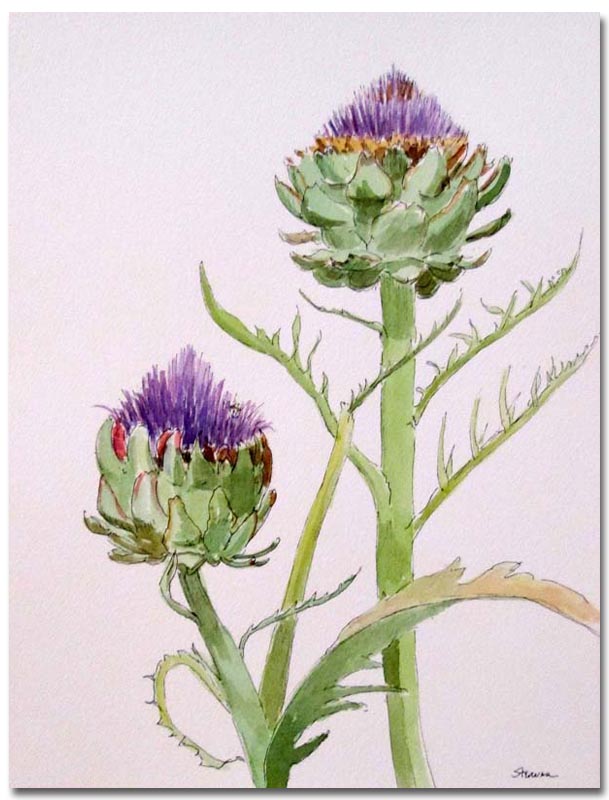 609x800 Artichoke In Flower Susan Sternau Studios - Artichoke Watercolor