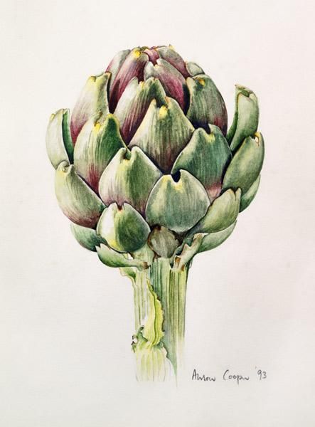 443x600 Cooper, Alison Artichoke Study, 1993 (Wc... Art Animals - Artichoke Watercolor