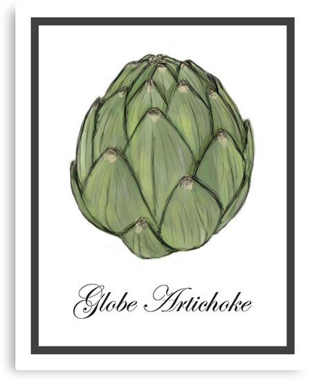 448x550 Globe Artichoke Watercolor Sketch Canvas Prints By Sarah Countiss - Artichoke Watercolor