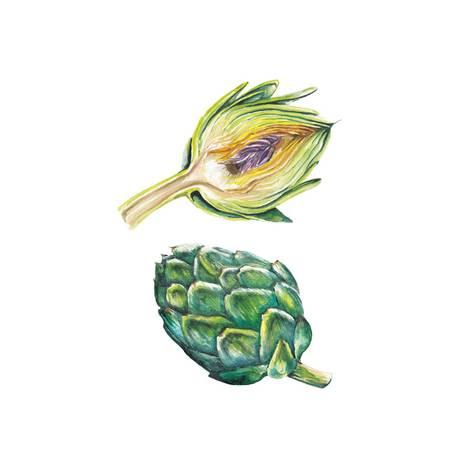 473x473 Watercolor Artichoke Set Prints By Lenavetka87 - Artichoke Watercolor