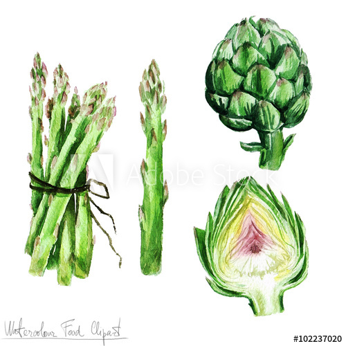 500x500 Watercolor Food Clipart - Artichoke Watercolor