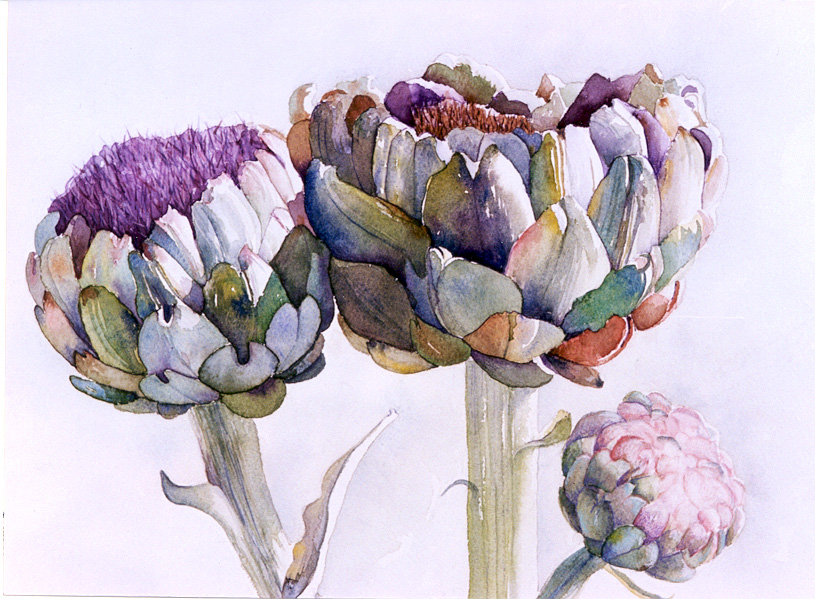 815x599 Artichoke Family - Artichoke Watercolor