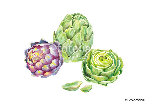 500x353 Green And Pupler Artichokes, And Half Green Artichoke, Watercolor - Artichoke Watercolor