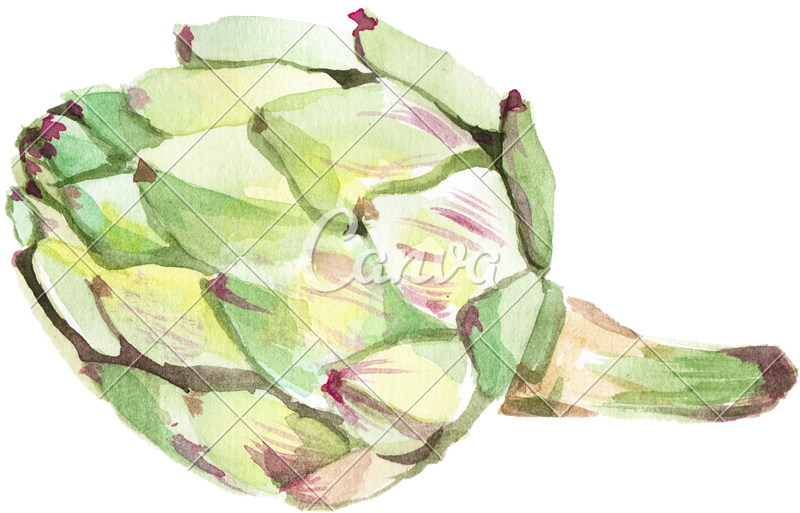 800x513 Watercolor Artichoke - Artichoke Watercolor