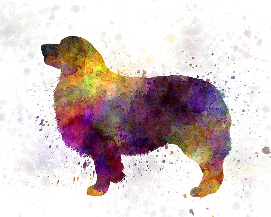 900x720 Australian Shepherd 01 In Watercolor Painting By Pablo Romero - Australian Shepherd Watercolor