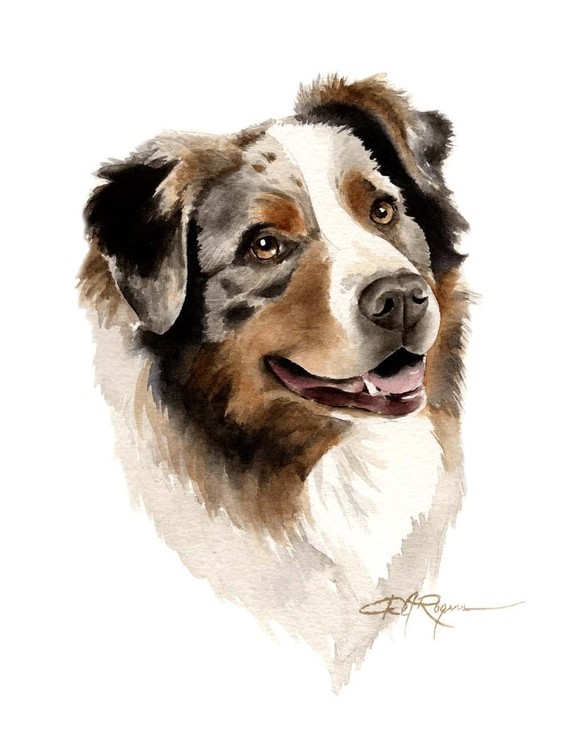 570x741 Australian Shepherd Art Print By Watercolor Artist Dj Rogers - Australian Shepherd Watercolor