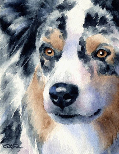 502x650 Australian Shepherd Dog Watercolor Art Print - Australian Shepherd Watercolor