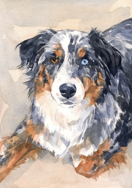 266x377 Australian Shepherd Watercolor David Scheirer Watercolors - Australian Shepherd Watercolor
