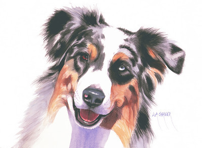 400x293 Dogs - Australian Shepherd Watercolor
