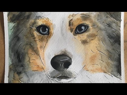480x360 Australian Shepherd - Australian Shepherd Watercolor