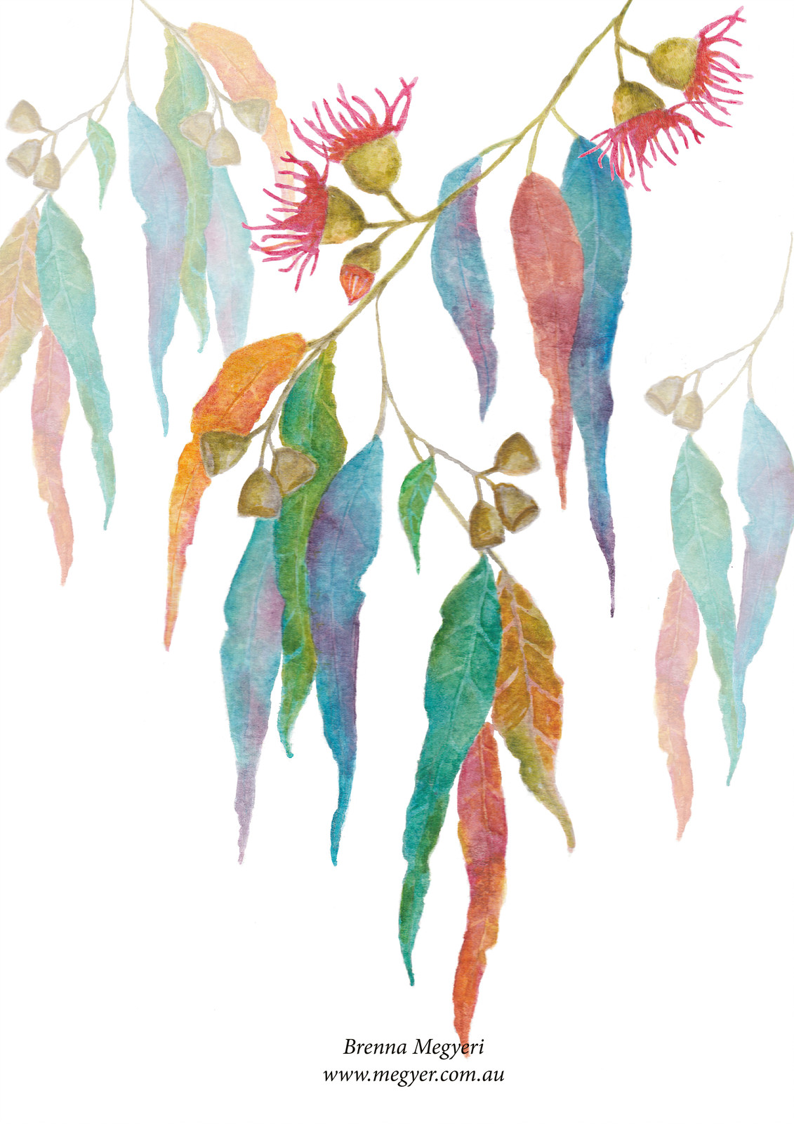 1131x1600 Megyeri Latest Collection - Australian Watercolour