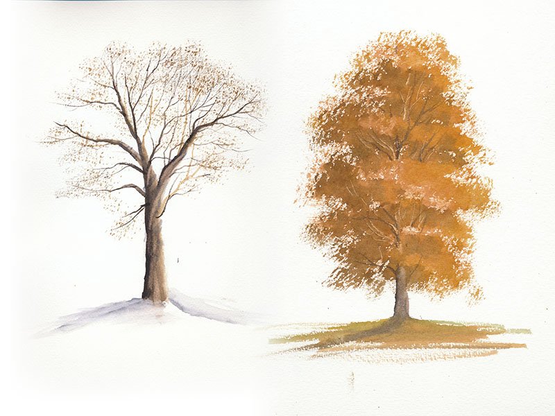 800x600 Watercolour Piece Of Trees Of All Seasons - Autumn Tree Watercolor