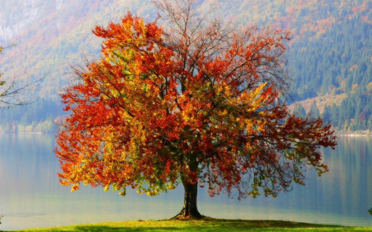 1280x800 Autumn Tree Painting - Autumn Tree Watercolor
