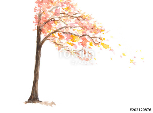 500x371 Autumn Tree On White, Watercolor Illustrator Stock Photo And - Autumn Tree Watercolor