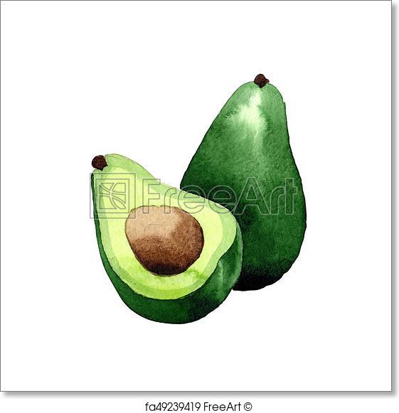 561x581 Free Art Print Of Exotic Kiwi And Avocado Wild Frukt In A - Avocado Watercolor