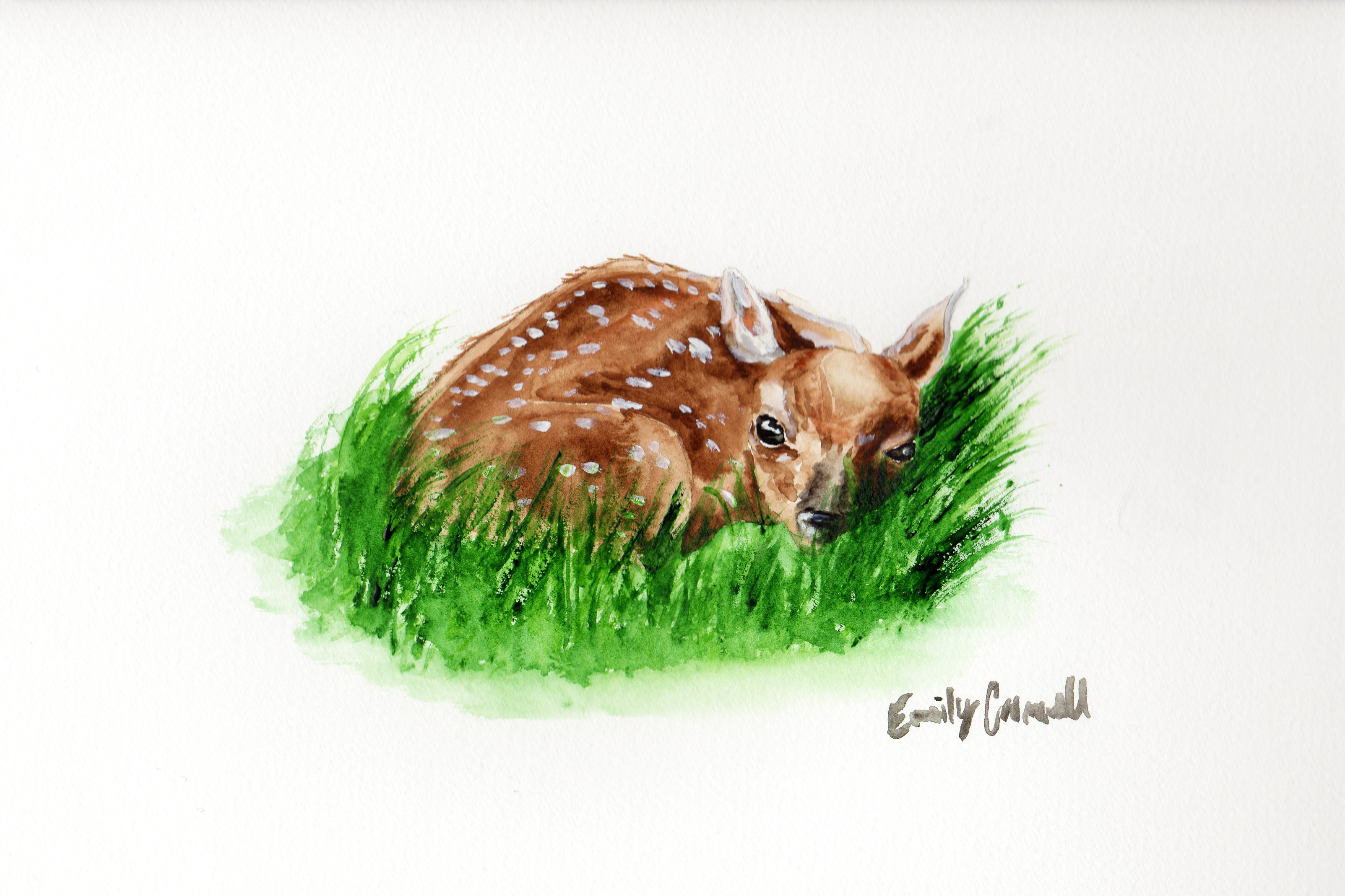 3207x2138 Baby Deer Watercolor Painting - Baby Deer Watercolor