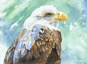 300x222 Bald Eagle Watercolor On Paper Boardman 72dpi Friends Of Maine - Bald Eagle Watercolor