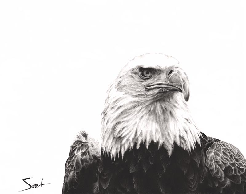 800x629 Bald Eagle Dry Brush Print Watercolor Animal Paintings - Bald Eagle Watercolor
