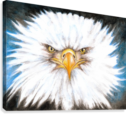 429x388 Bald Eagle Gaze Watercolor - Bald Eagle Watercolor