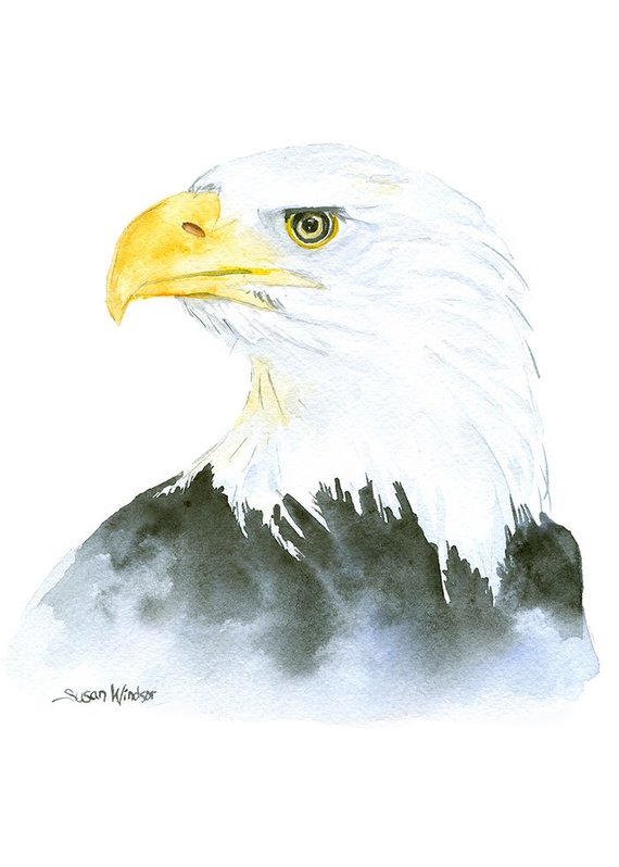 570x798 Bald Eagle Watercolor Painting 5 X 7 Giclee Print Fine Etsy - Bald Eagle Watercolor
