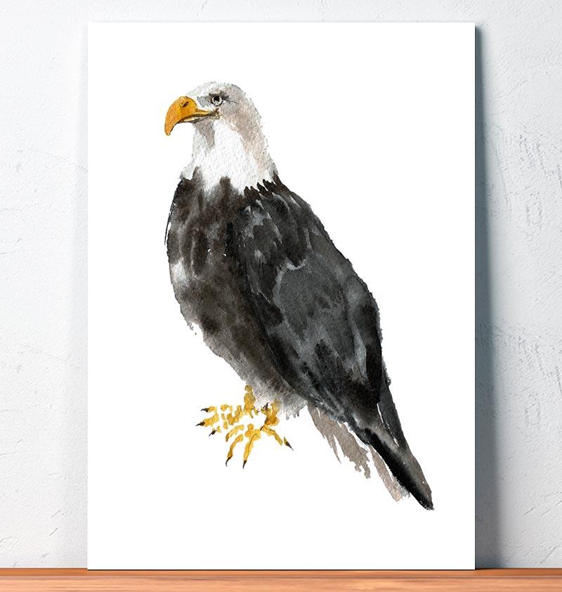 800x842 Bald Eagle - Bald Eagle Watercolor