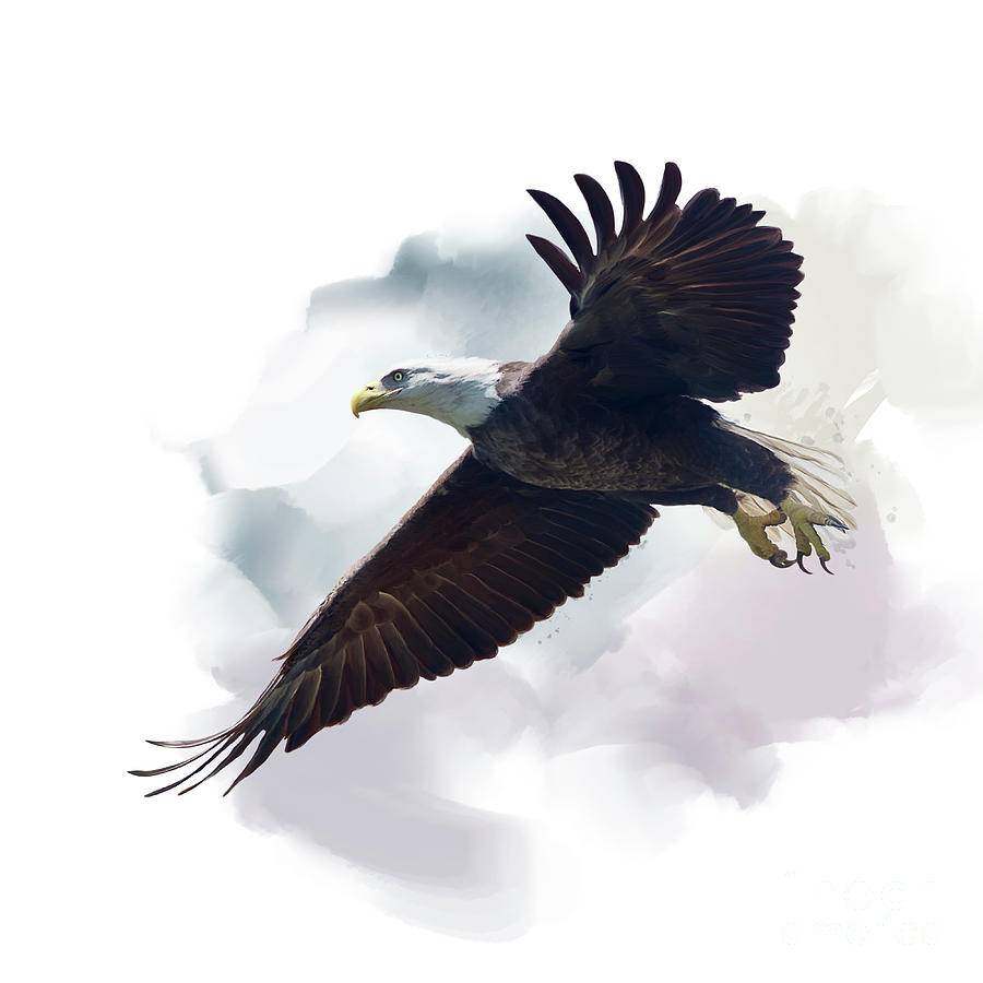 900x900 American Bald Eagle Watercolor Digital Art By Svetlana Foote - Bald Eagle Watercolor