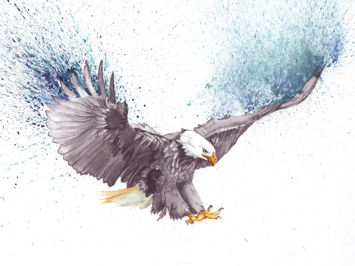 1136x852 Bald Eagle Drawing - Bald Eagle Watercolor